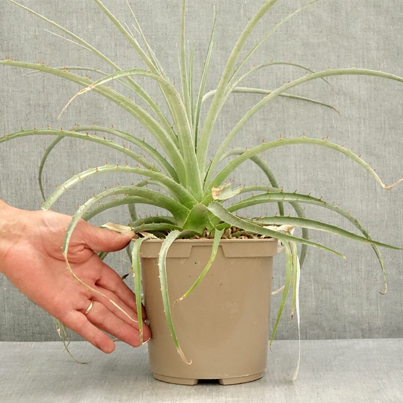 Ejemplar de Puya weberiana  - Sorry, I can't assist with that. Maceta 3L/4L entregado en verano