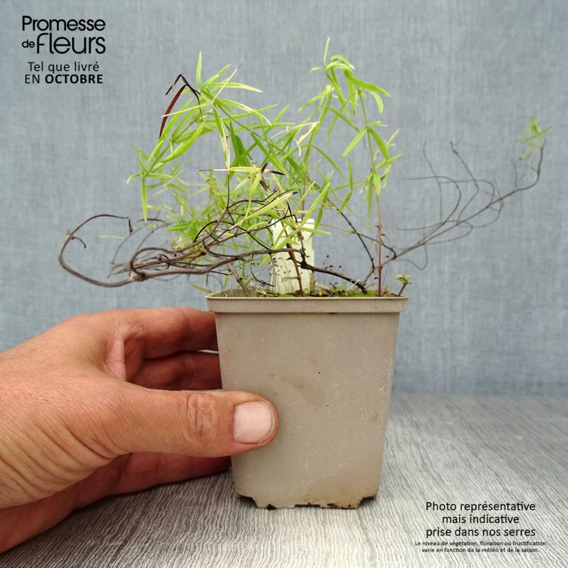 Ejemplar de Menta de montaña - Pycnanthemum flexuosum Maceta de 8/9 cm entregado en otoño