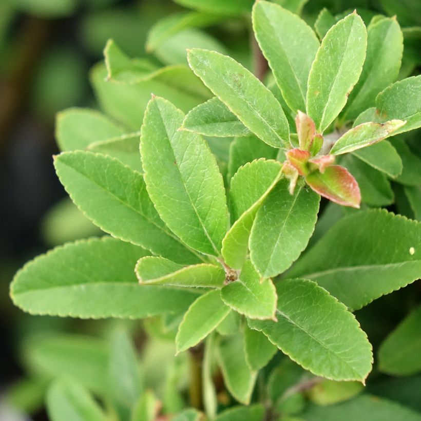 Piracanta coccinea Orange Star (Follaje)