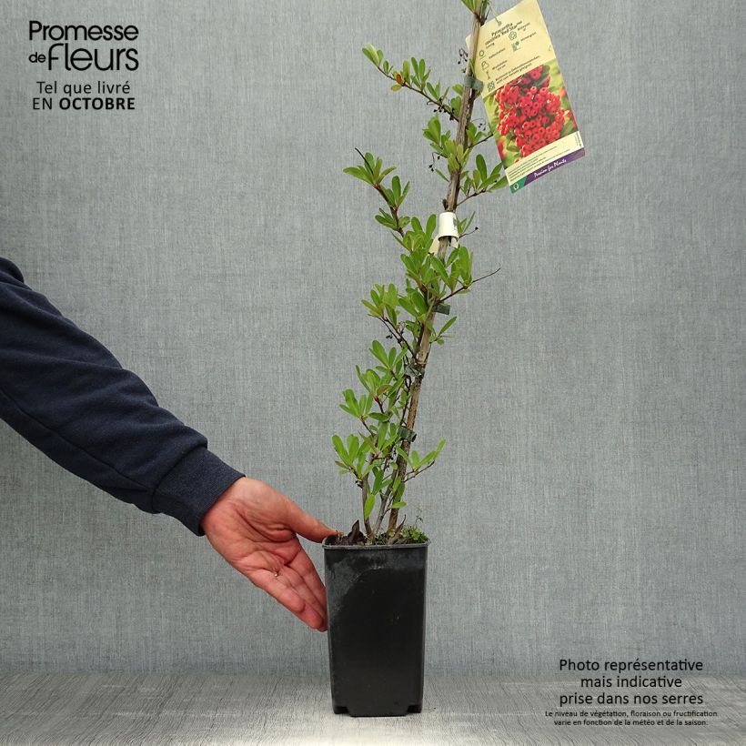 Ejemplar de Piracanta coccinea Red Star Maceta 2L/3L entregado en otoño