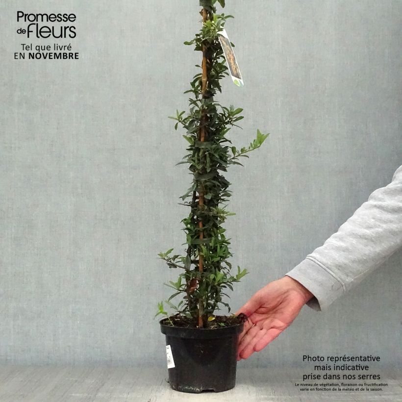 Ejemplar de Piracanta Golden Charmer Maceta 2L/3L entregado en otoño