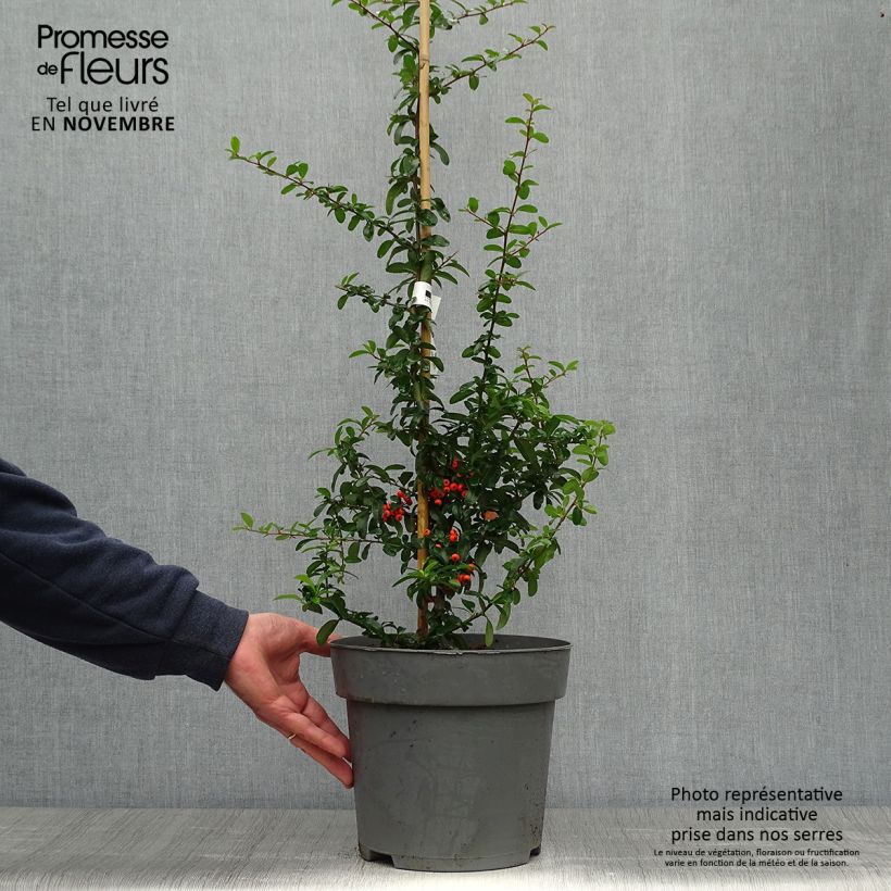 Ejemplar de Piracanta coccinea SAPHYR Orange Maceta 6L/7L entregado en otoño