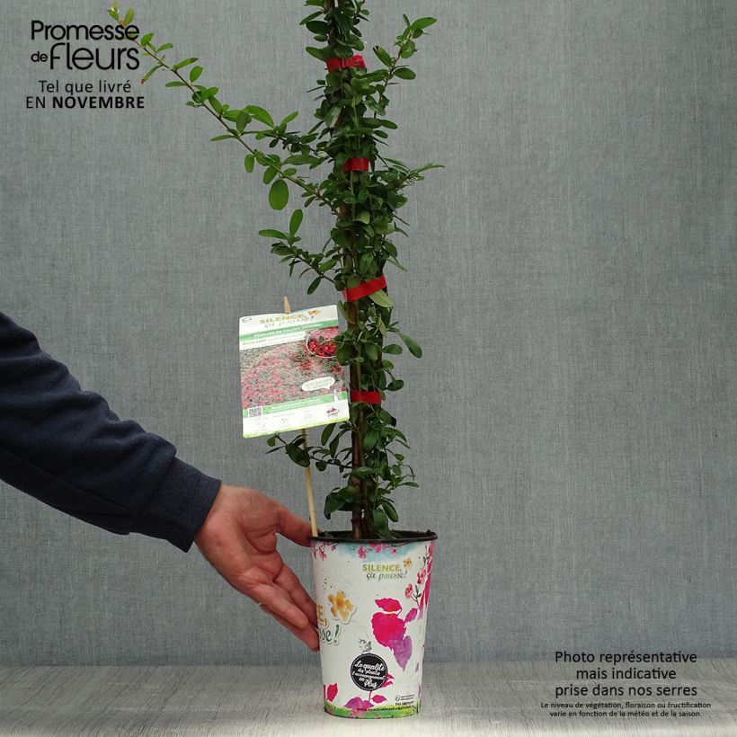 Ejemplar de Piracanta coccinea SAPHYR Rouge Maceta 2L/3L entregado en otoño