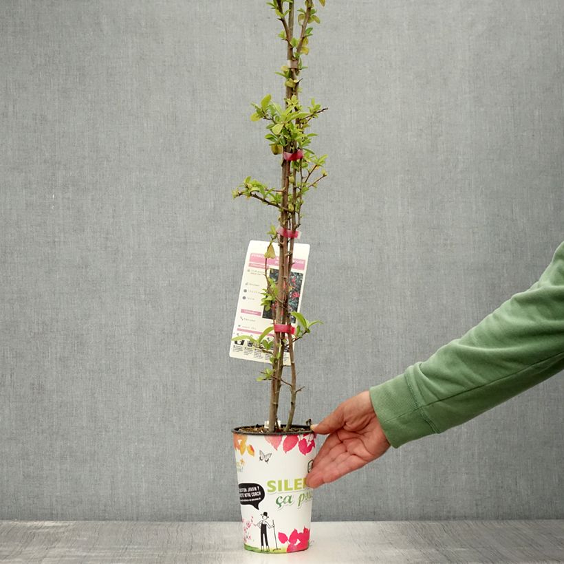 Ejemplar de Piracanta coccinea SAPHYR Rouge Maceta 2L/3LAltura de entrega aprox. 80/90cm entregado en verano
