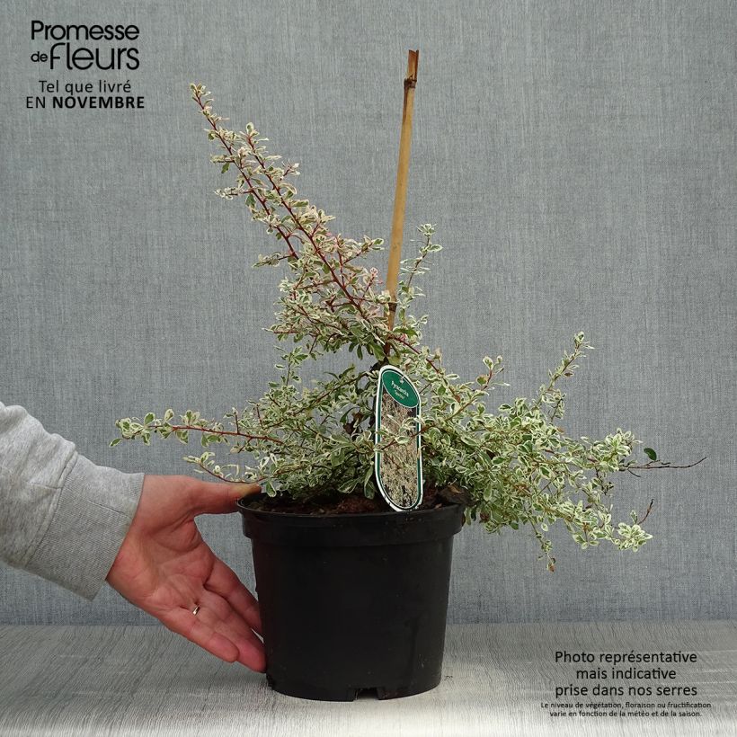 Ejemplar de Piracanta Sparkler Maceta 2L/3L entregado en otoño
