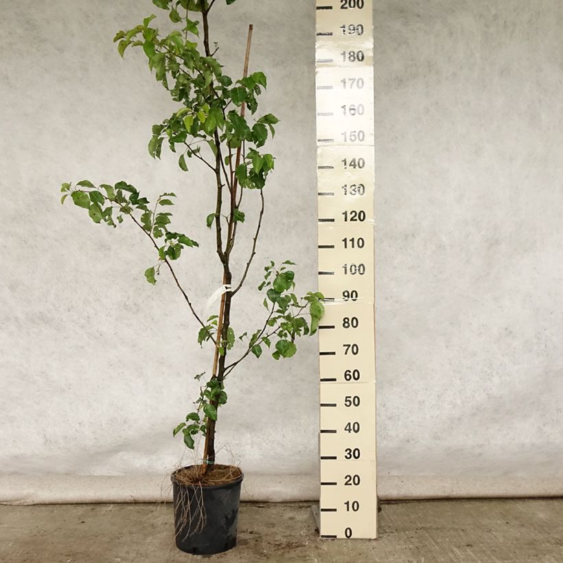 Ejemplar de Pyrus calleryana Chanticleer   - Peral de flor Maceta 12L/15LAltura de entrega aprox. 200/210cm entregado en verano