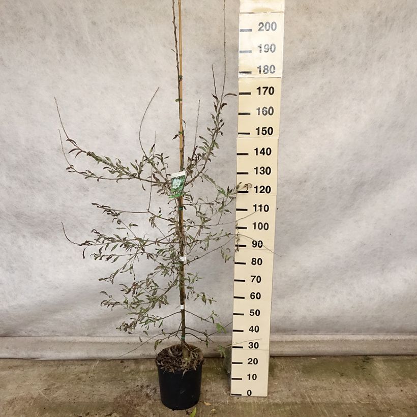 Ejemplar de Pyrus salicifolia Pendula - Peral de hoja de sauce Maceta 12L/15L entregado en otoño