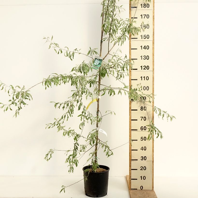 Pyrus salicifolia Pendula - Peral de hoja de sauce Maceta 12L/15LAltura de entrega aprox. 180/200cmcm Ejemplar entregado en la primavera
