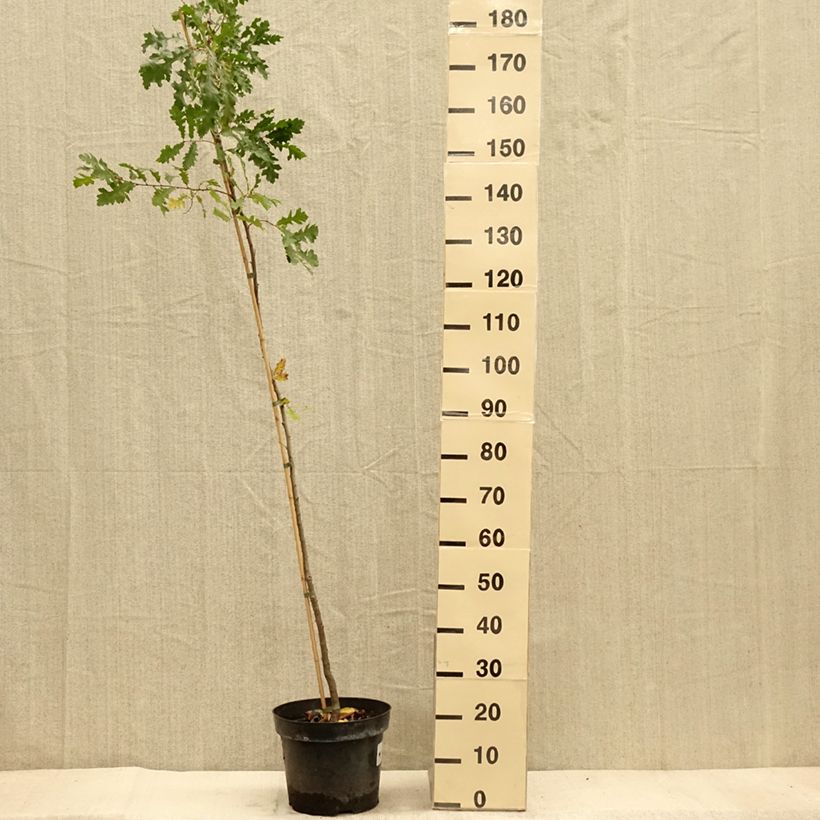 Ejemplar de Roble de Turquía - Quercus cerris Maceta 7,5L/10L entregado en otoño