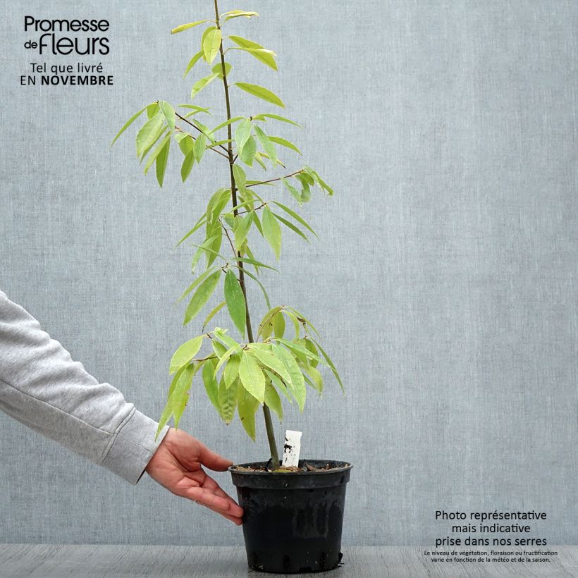 Ejemplar de Quercus myrsinifolia - Encina de hoja de Almez Maceta 3L/4L entregado en otoño