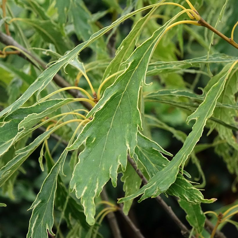 Quercus petraea Insecata - Roble albar (Follaje)