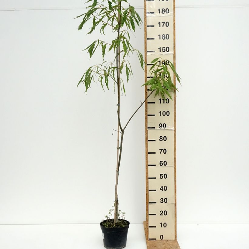 Ejemplar de Quercus petraea Insecata - Roble albar Maceta 4L/5L entregado en verano