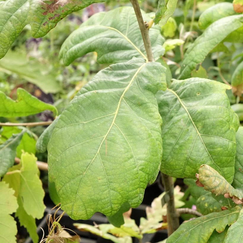 Quercus robur Cucullata - Roble común (Follaje)