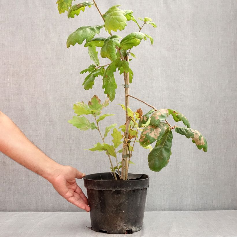 Ejemplar de Quercus robur Cucullata - Roble común Maceta 4L/5L entregado en verano