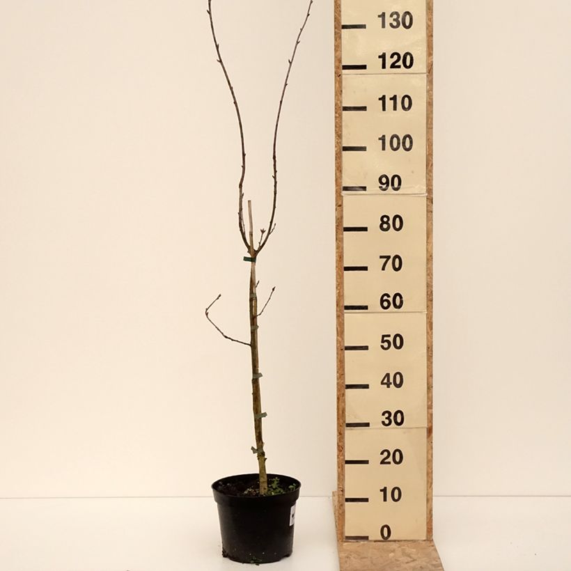 Quercus robur Cucullata - Roble común Maceta 4L/5L Ejemplar entregado en invierno