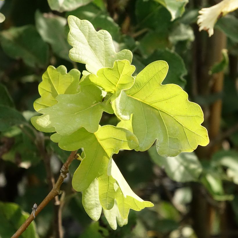 Quercus robur Facrist - Roble común (Follaje)