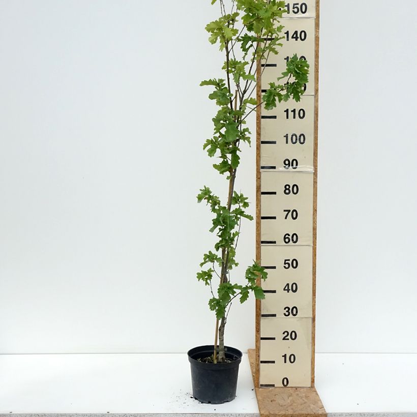 Ejemplar de Quercus robur Facrist - Roble común Maceta 4L/5L entregado en verano