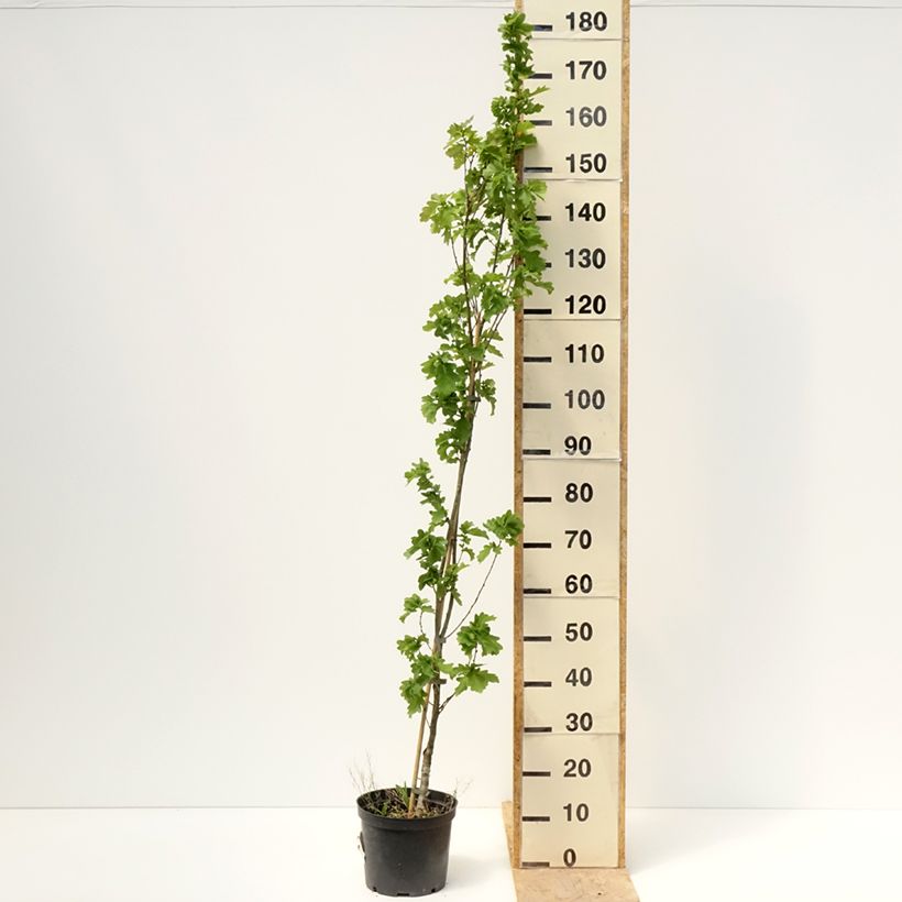 Quercus robur Facrist - Roble común Maceta 4L/5LAltura de entrega aprox. 160/180cm Ejemplar entregado en la primavera