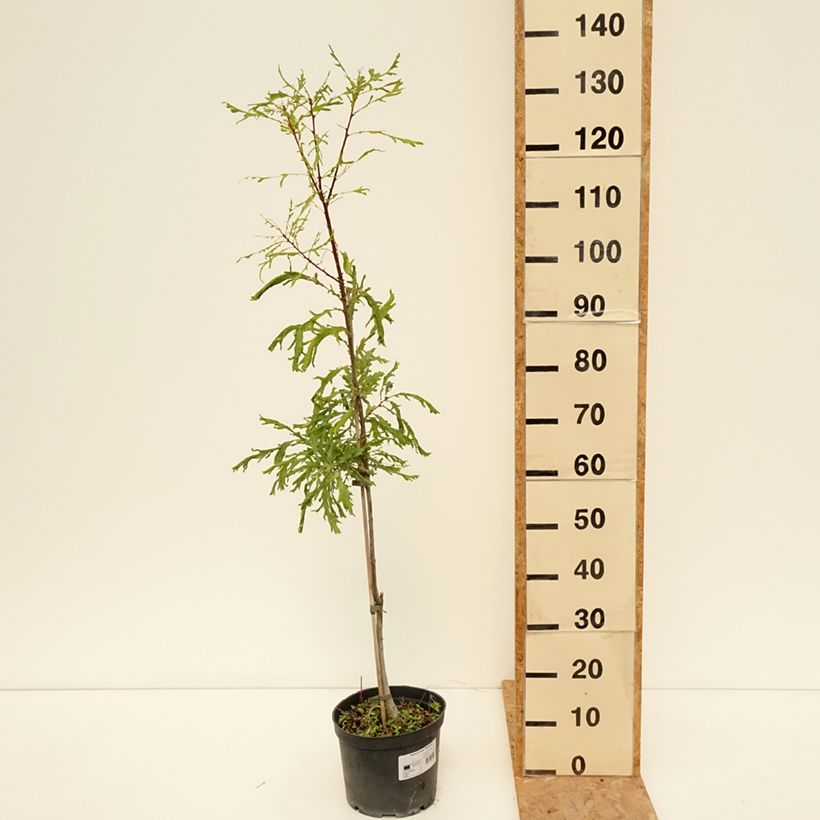 Ejemplar de Quercus robur Pectinata - Roble común Maceta 4L/5L entregado en verano