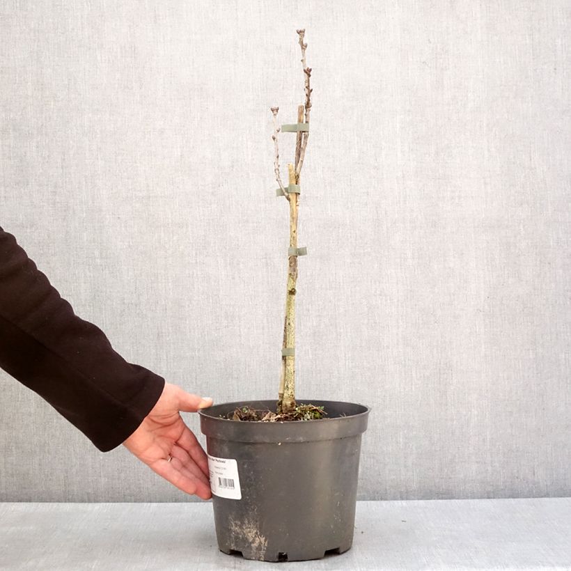 Quercus robur Pectinata - Roble común Maceta 4L/5L Ejemplar entregado en invierno