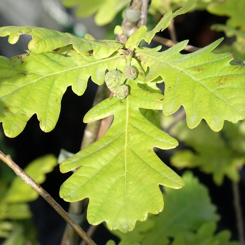 Quercus robur Rita's Gold - Roble común (Follaje)