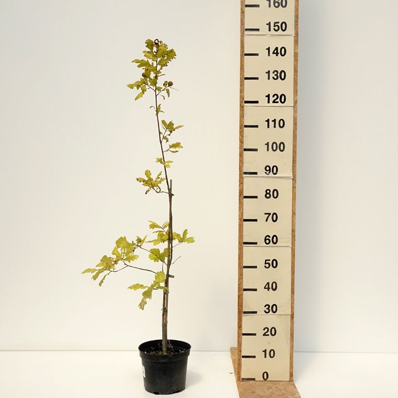 Ejemplar de Quercus robur Rita's Gold - Roble común Maceta 4L/5L entregado en verano