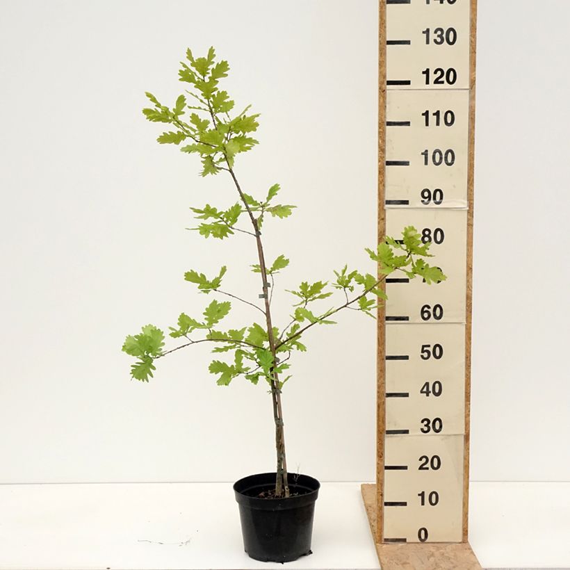 Quercus robur Rita's Gold - Roble común Maceta 4L/5LAltura de entrega aprox. 60/80cm Ejemplar entregado en la primavera
