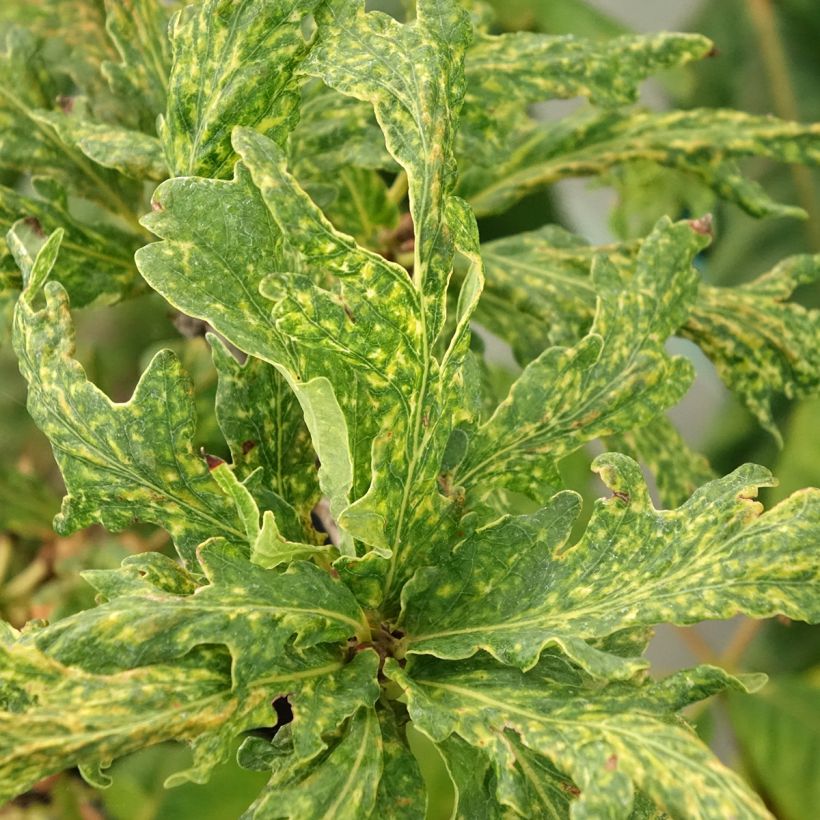 Quercus robur Salfast - Roble común (Follaje)