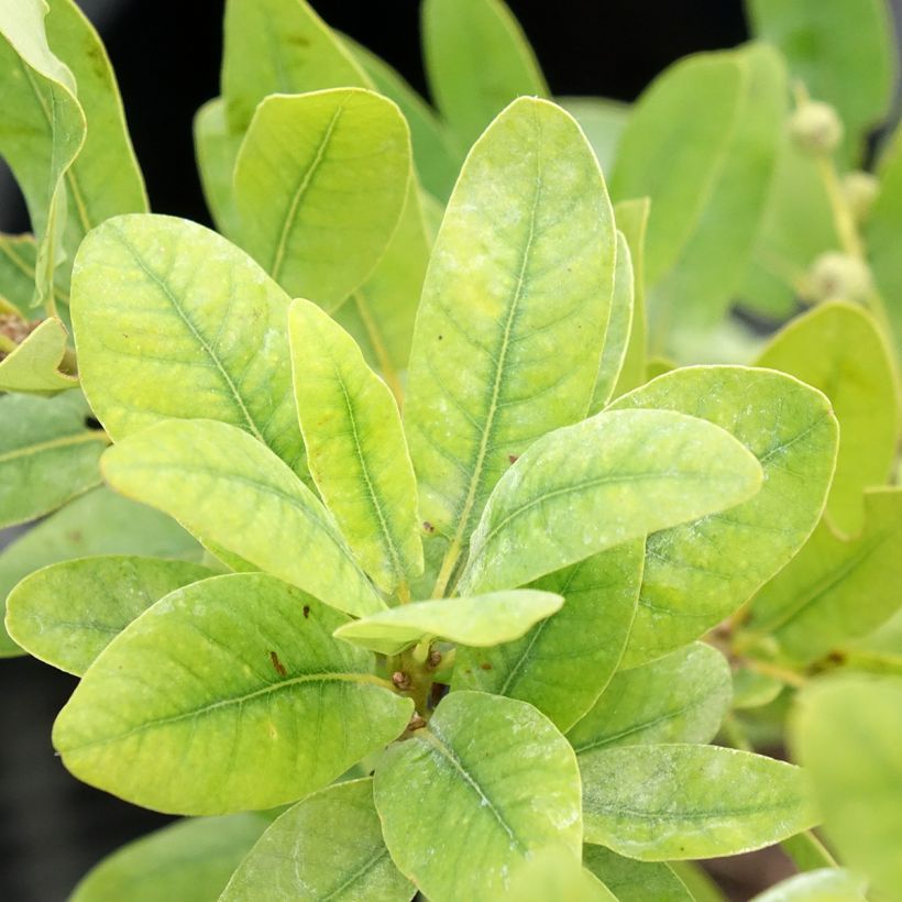 Quercus robur Salicifolia - Roble común (Follaje)