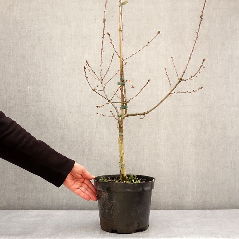 Quercus robur Salicifolia - Roble común Maceta 4L/5L Ejemplar entregado en invierno