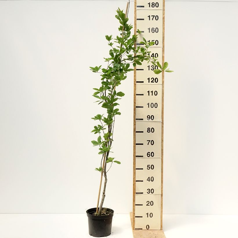 Quercus robur Strypemonde - Roble común Maceta 4L/5L Ejemplar entregado en la primavera