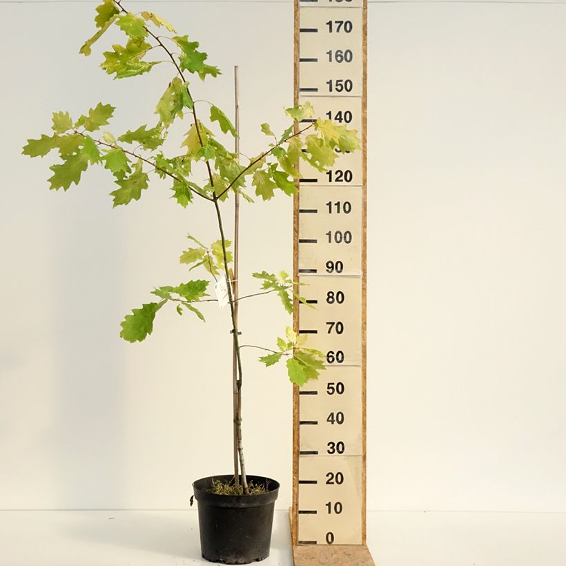 Ejemplar de Quercus rubra Aurea - Roble americano Maceta 7,5L/10L entregado en verano