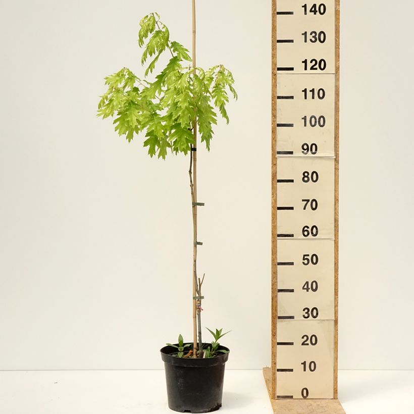 Quercus rubra Wolfsdonk's Pride - Roble americano Maceta 7,5L/10LAltura de entrega aprox. 80/100cm Ejemplar entregado en la primavera