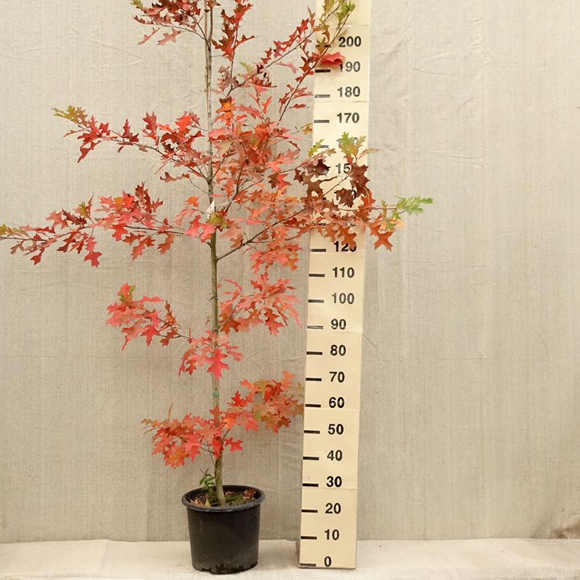 Ejemplar de Quercus texana New Madrid Maceta 7,5L/10L entregado en otoño