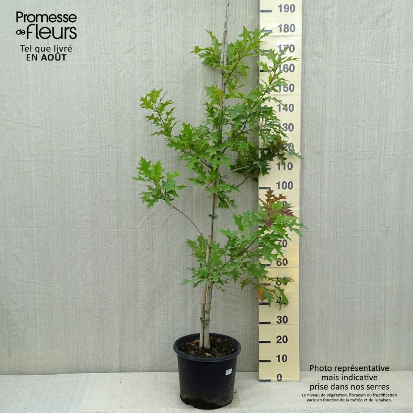 Ejemplar de Quercus texana New Madrid - Chêne rouge du Texas Pot de 7.5L/10L entregado en verano