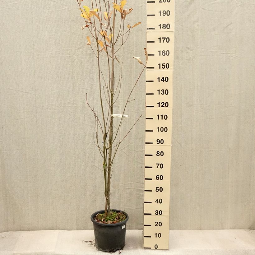 Ejemplar de Quercus warei Windcandle Maceta 12L/15L entregado en otoño