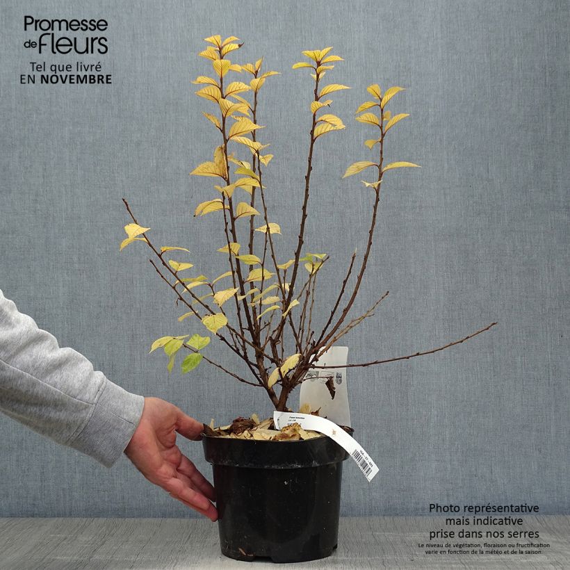 Ejemplar de Prunus tomentosa - Cereza de Nanjín Maceta 2L/3L entregado en otoño