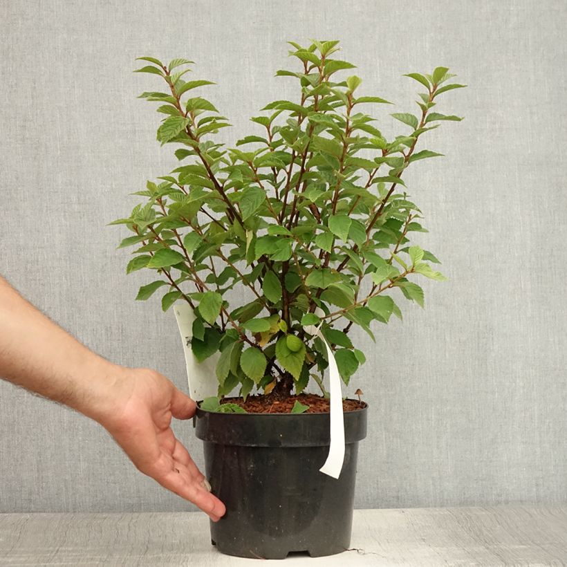 Ejemplar de Prunus tomentosa - Cereza de Nanjín Maceta 2L/3LAltura de entrega aprox. 30/40cm entregado en verano