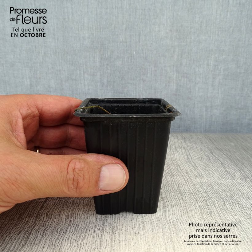 Ejemplar de Rábano rusticano (plantas) Maceta de 7/8 cm entregado en otoño
