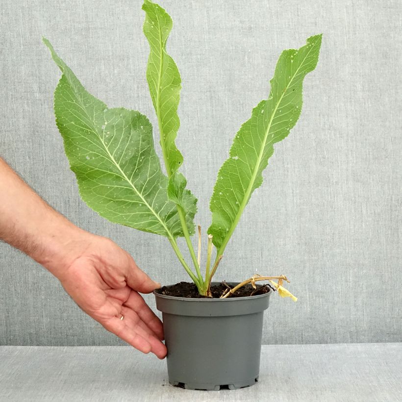 Ejemplar de Rábano rusticano (plantas) Maceta 1,5L/2L entregado en verano