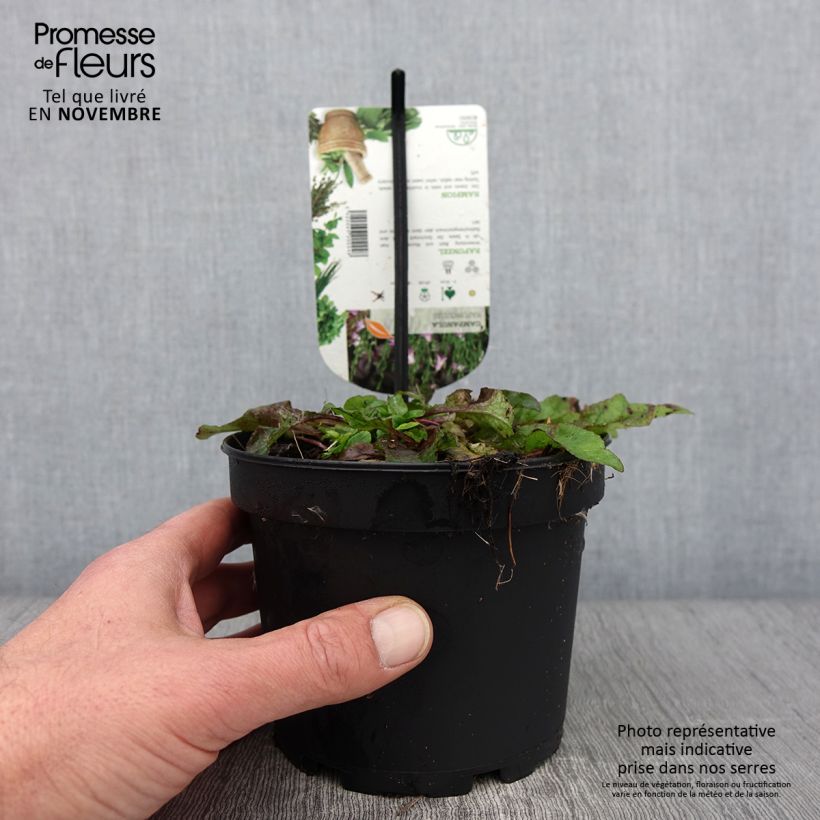 Ejemplar de Campanula rapunculus Maceta 1,5L/2L entregado en otoño