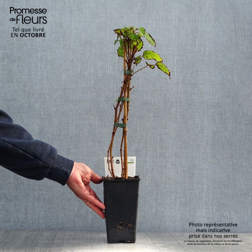 Ejemplar de Frambuesa japonesa - Rubus phoenicolasius Maceta 1,5L/2L, Formación arbustiva entregado en otoño