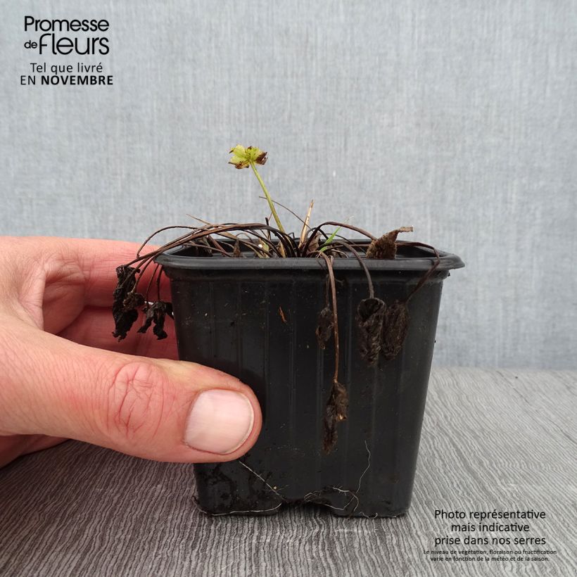 Ejemplar de Ranunculus acris - Botón de oro Maceta de 7/8 cm entregado en otoño