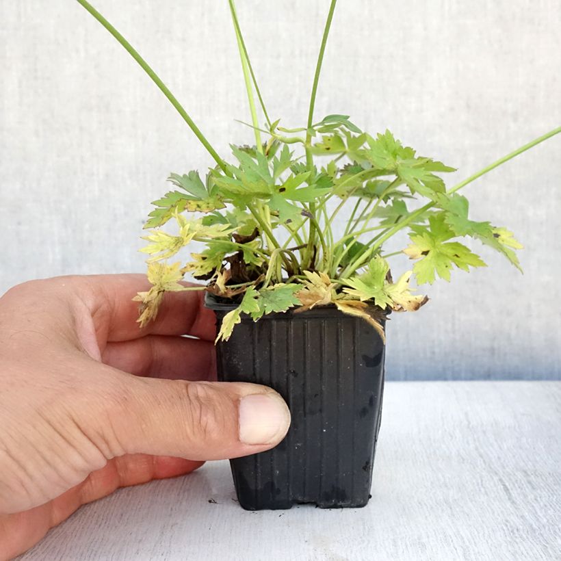 Ejemplar de Ranunculus acris - Botón de oro Maceta de 7/8 cm entregado en verano