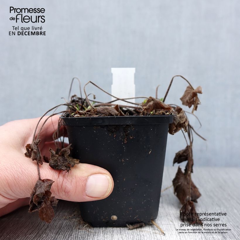 Ejemplar de Ranunculus acris Multiplex - Botón de oro Maceta de 8/9 cm entregado en otoño