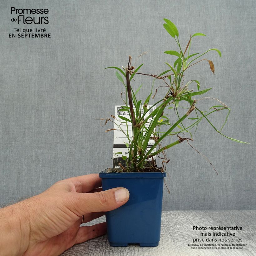 Ejemplar de Ranunculus flammula - Hierba flámula Maceta de 8/9 cm entregado en otoño