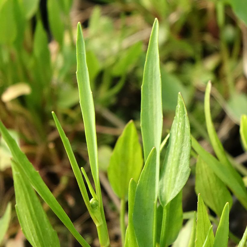 Ranunculus flammula - Hierba flámula (Follaje)