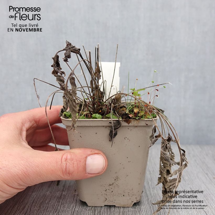Ejemplar de Ratibida pinnata - Equinácea de pradera pinnada Maceta de 8/9 cm entregado en otoño
