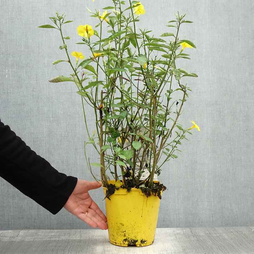 Ejemplar de Reinwardtia indica - Amarillo lino Maceta 4L/5L entregado en otoño