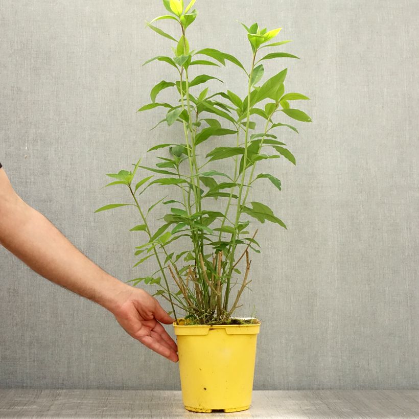 Ejemplar de Reinwardtia indica - Amarillo lino Maceta 4L/5L entregado en verano